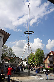 der Maibaum Deisenhofen wurde am 30.04.2014 aufgestellt (©Foto: Martin Schmtz)
